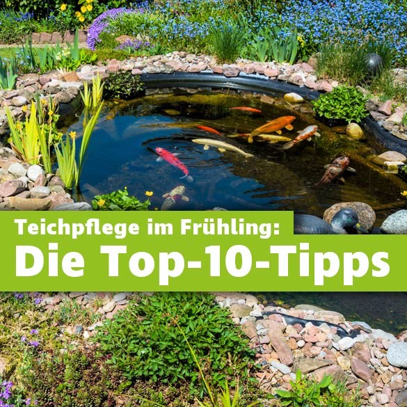Gartenteich Frühling & Sommer Tipps