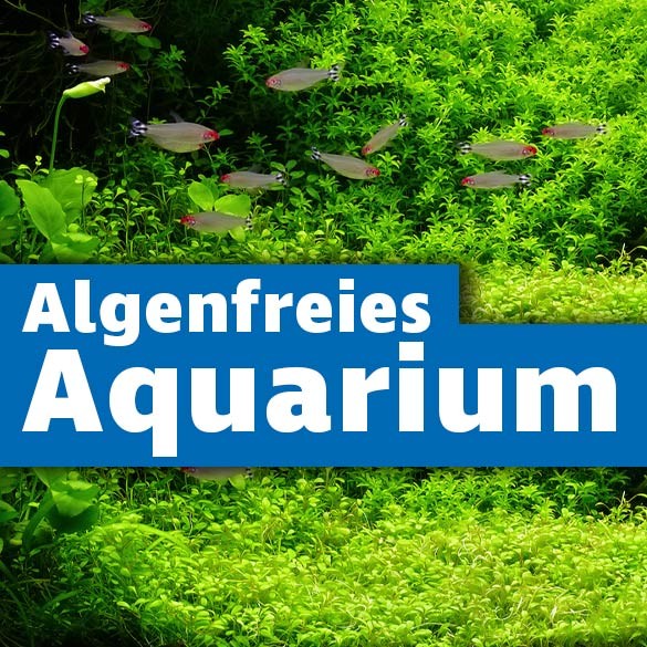 Algenfreies Aquarium