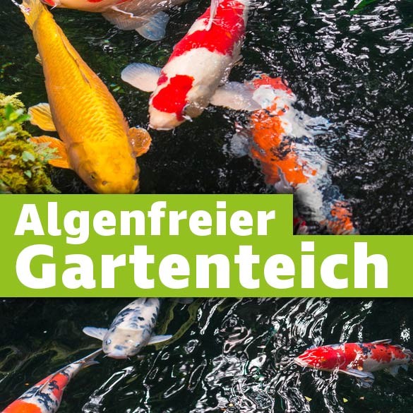 Algenfreier Gartenteich