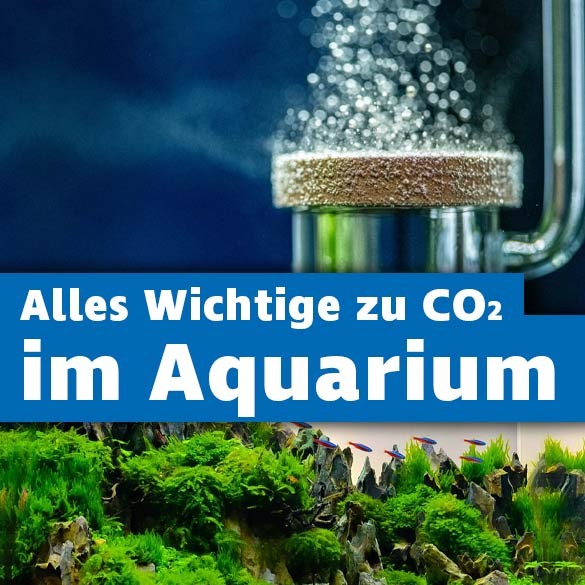 CO2 im Aquarium