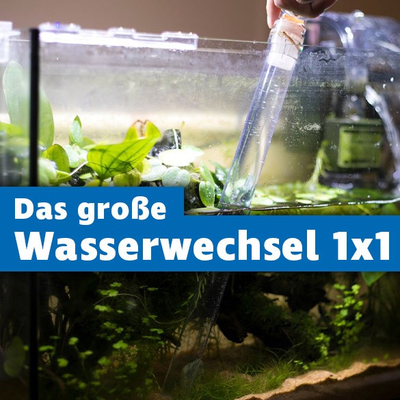 Großes Aquarium Wasserwechsel 1x1