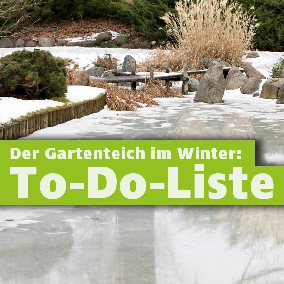 Gartenteich im Winter