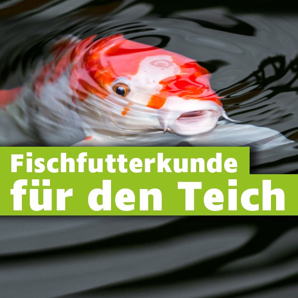 Fischfutter Gartenteich
