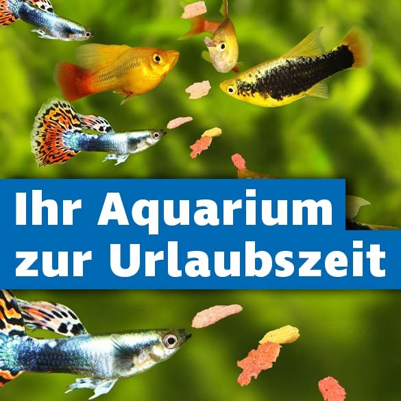 Aquarium im Urlaub