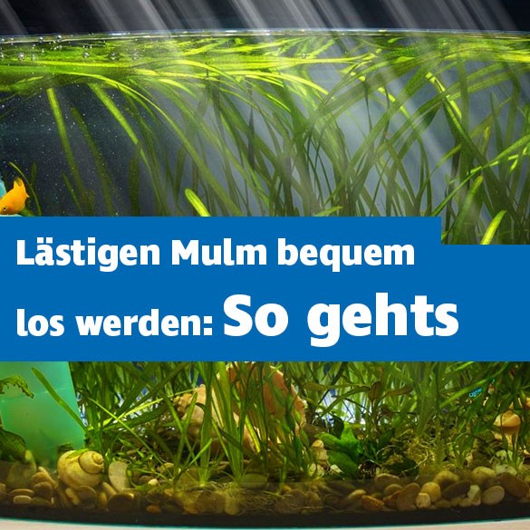 Mulm im Aquarium