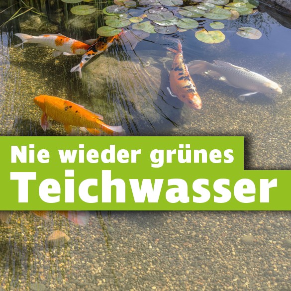 Nie wieder grünes Teichwasser
