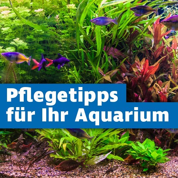 Pflegetipps Aquarium