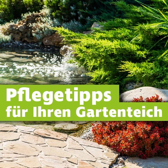 Gartenteich Pflegetipps