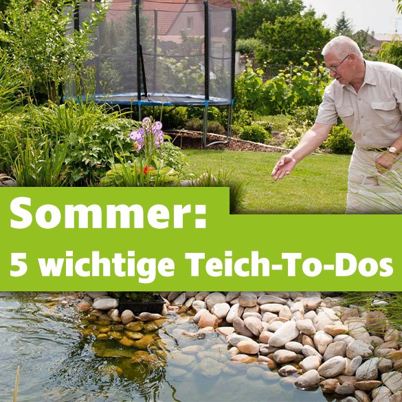 Teichfplege im Sommer