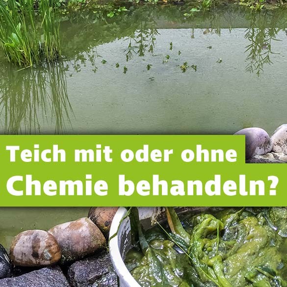 Gartenteich mit oder ohne Chemie