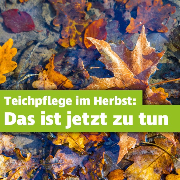 Gartenteichpflege im Herbst & Winter