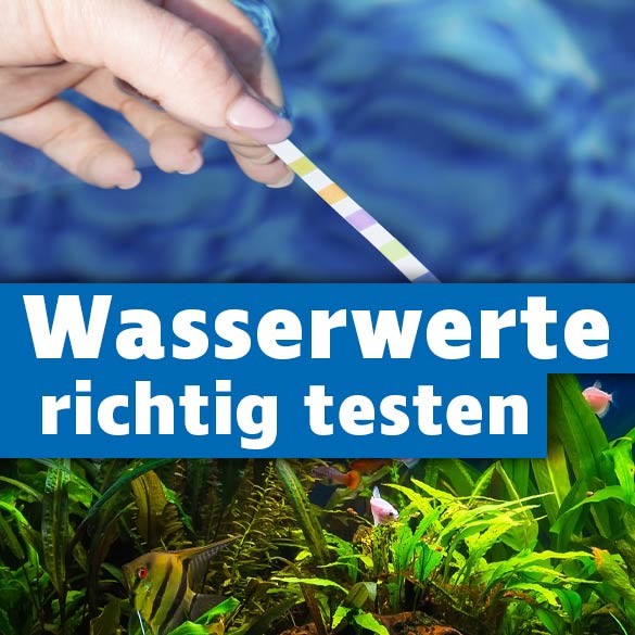 Wasserwerte im Aquarium testen