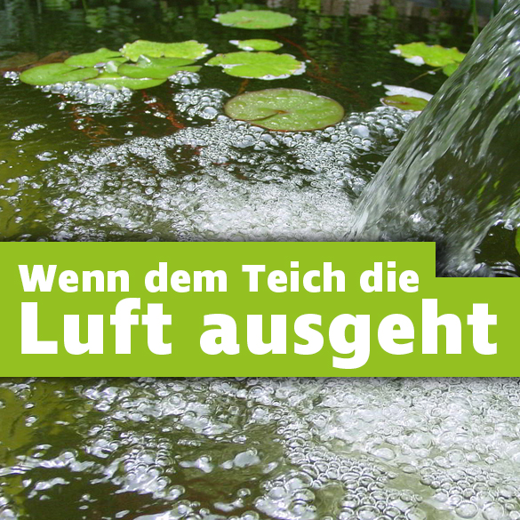 Teich Sauerstoff