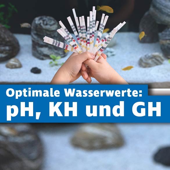 Wichtige Aquarium Wasserwerte