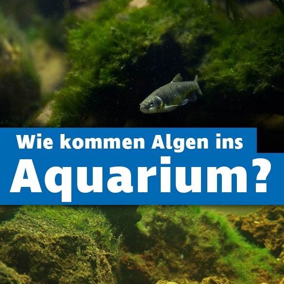 Wie kommen Algen ins Aquarium