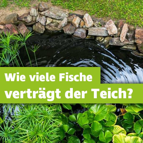 Wie viele Fische verträgt mein Teich