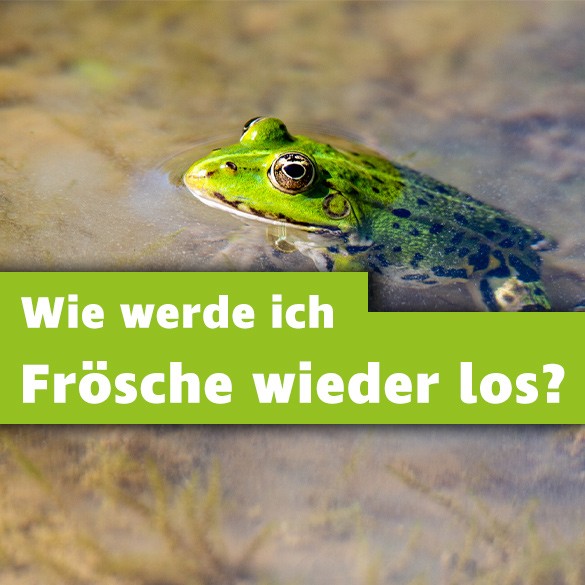 Frösche im Gartenteich