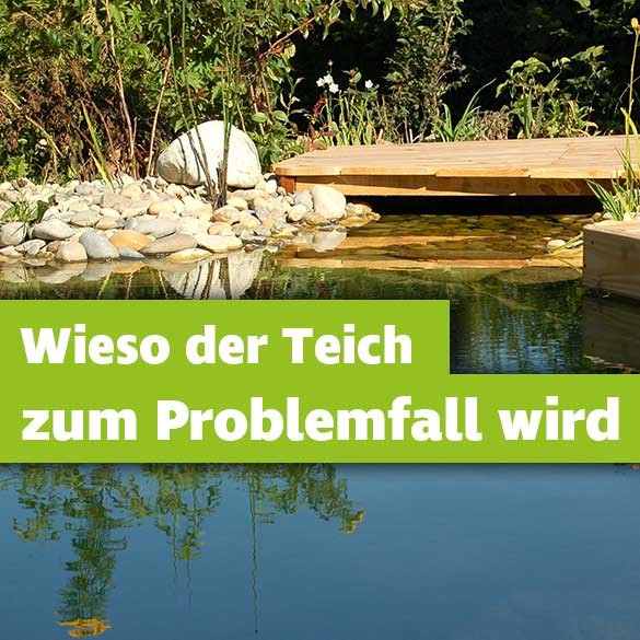 Gartenteich Probleme