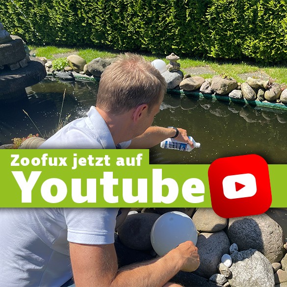 Zoofux auf Youtube