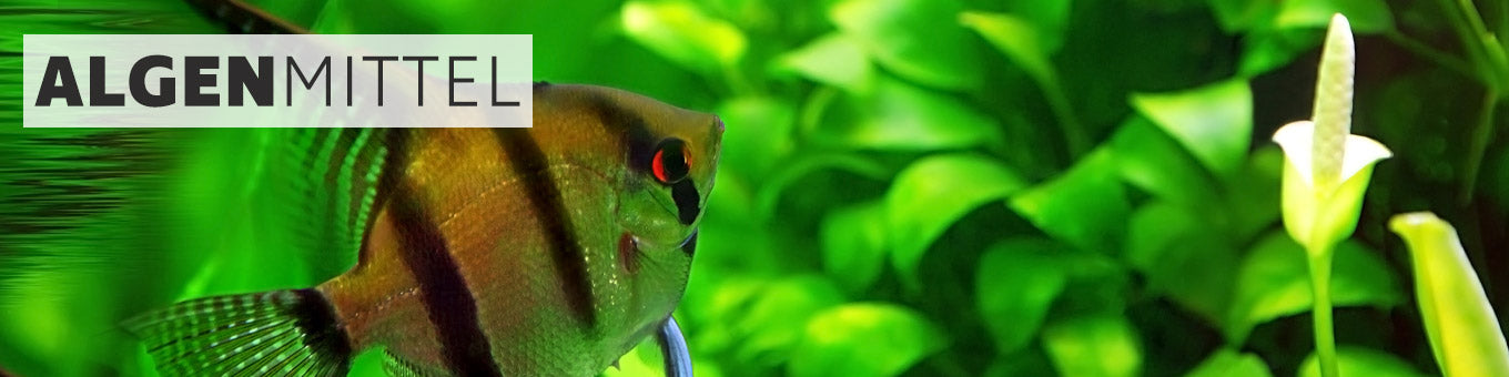 Algenmittel