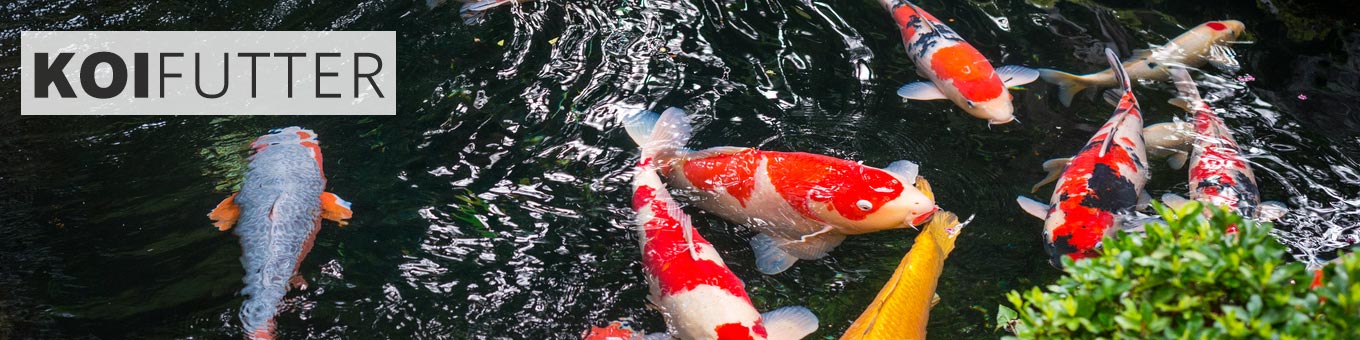 Koifutter
