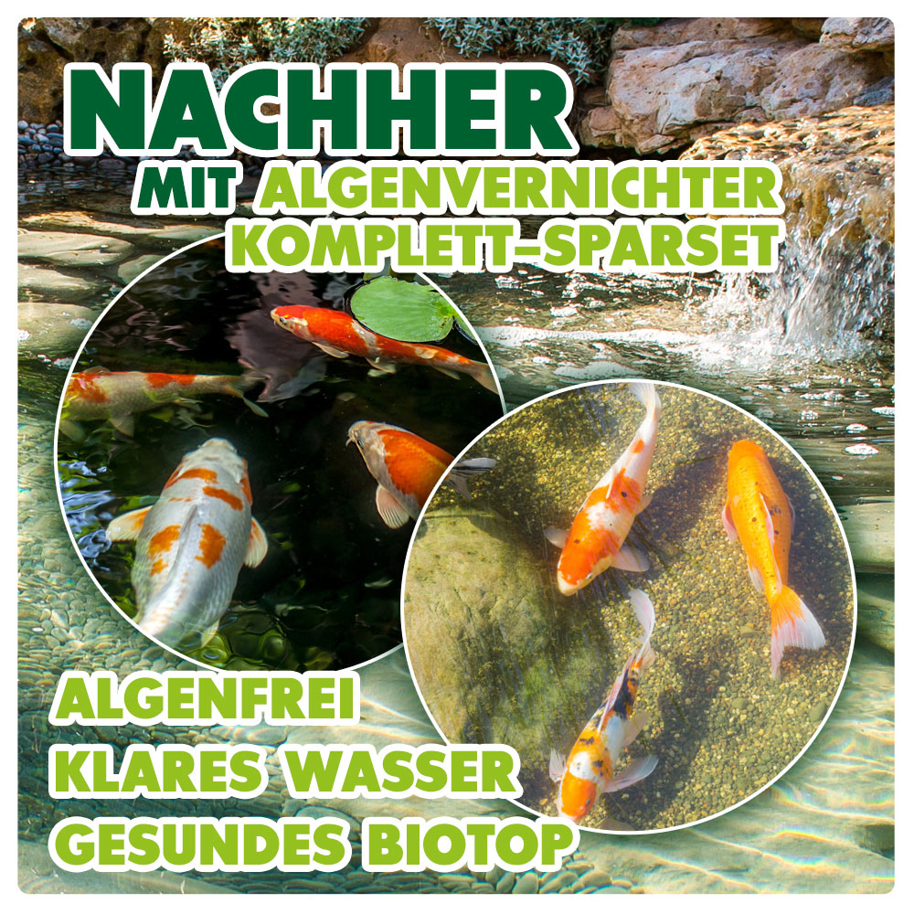 AQUALITY Algenvernichter Komplett-Sparset Gartenteich (Entfernt und vernichtet Fadenalgen, Schwebealgen, Grünalgen und befreit den Teich von grünem Wasser dauerhaft)