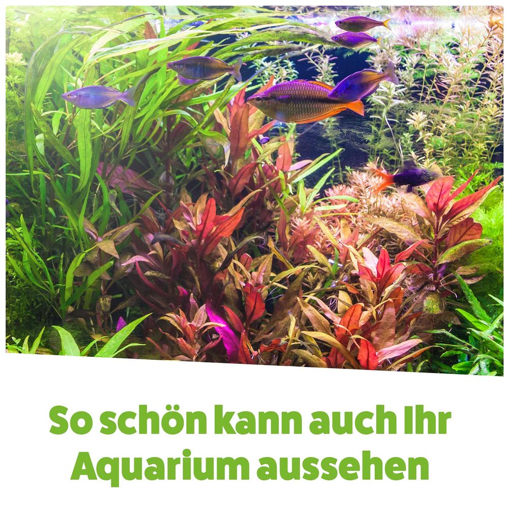 AQUASAN BIO Algenfreies Aquarium PLUS
